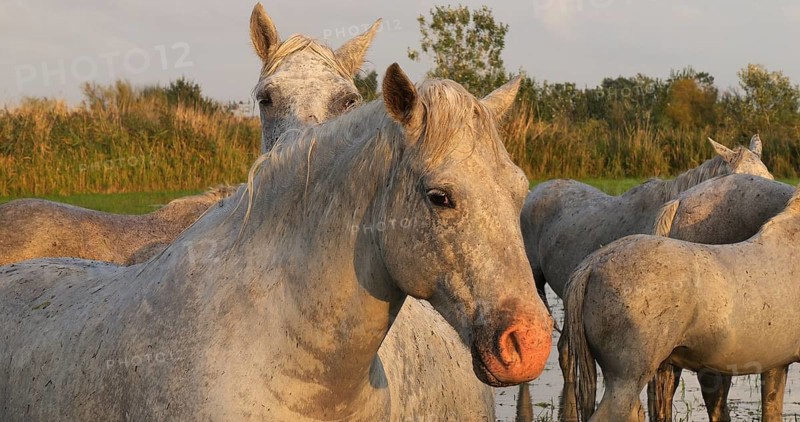Camargue Horse, Herd standing in Swamp, Saintes Marie de la Mer in Camargue, in the South of France