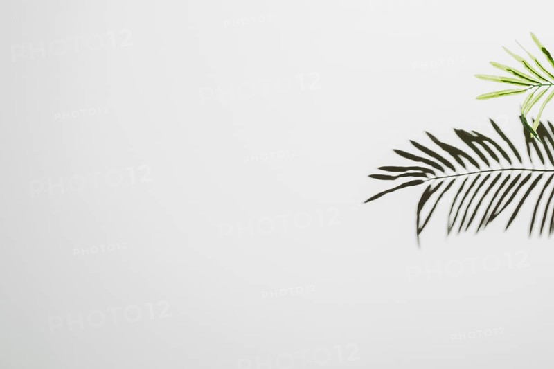 Leaves falling white wall background
