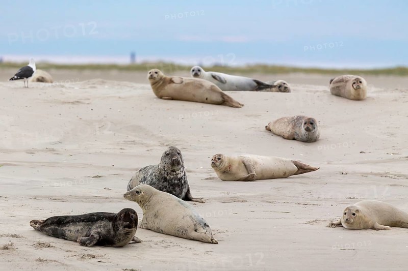 Harbor seals (Phoca vitulina) and grey seals (Halichoerus grypus) resting on a sandbank in the wadden sea at the East Frisian island Juist, Germany. harbor seals (Phoca vitulina) and grey seals (Halichoerus grypus) on a sandbank in the wadden sea at the East Frisian island Juist, Germany, Europe