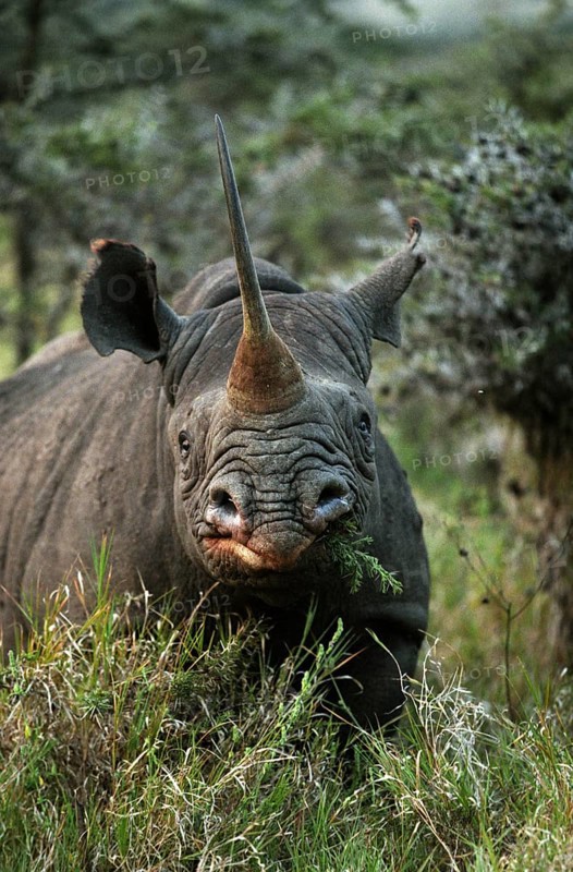 BLACK black rhinoceros (diceros bicornis), adult feeding in BUSH, KENYA
