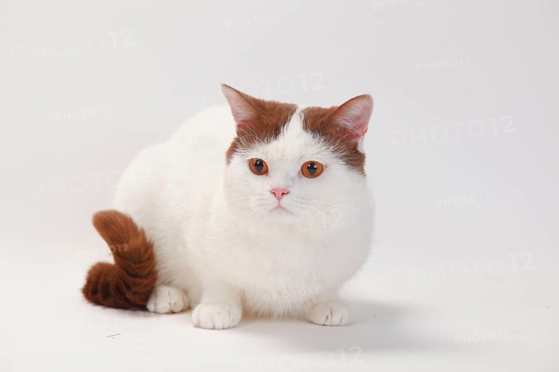 British shorthair cat, male, cinnamon white van, Highlander, Lowlander, Britanica