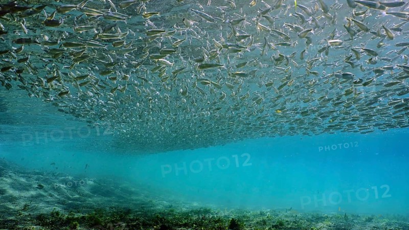 Massive concentration of Hardyhead Silverside fish swims in blue water over sandy bottom casting shadow on seabed and sparkling in bright sunrays, Red sea, Egypt, Africa