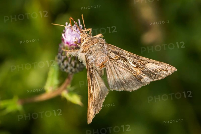Gamma owl on a flower, A silver Y moth on a flower