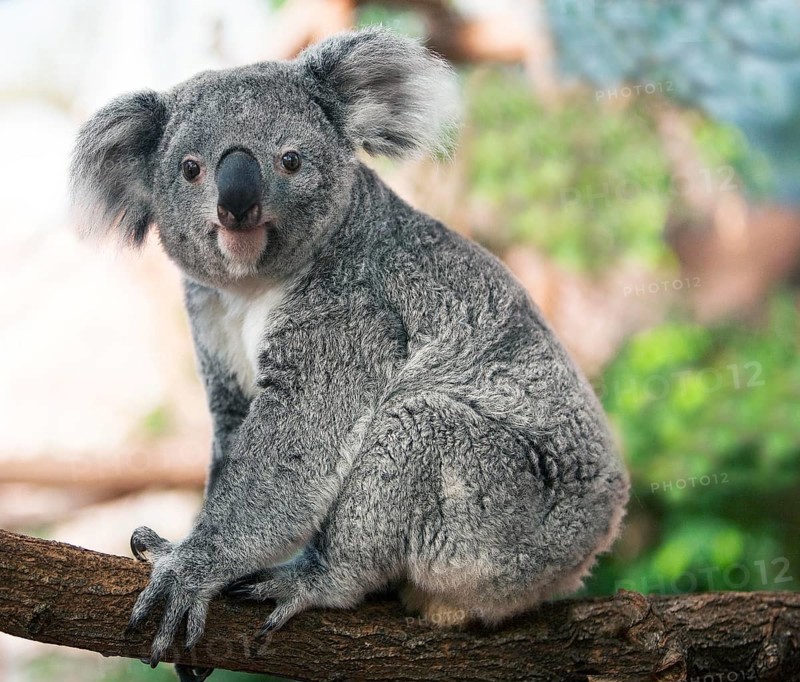 KOALA (phascolarctos cinereus), FEMALE STANDING ON BRANCH