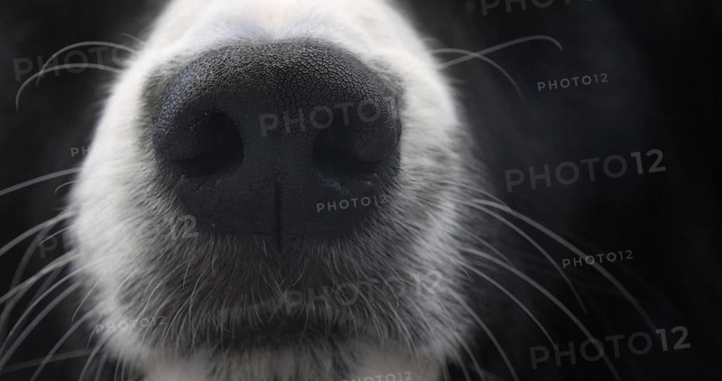 Border Collie Dog, Portrait of male, Close up of the Nose