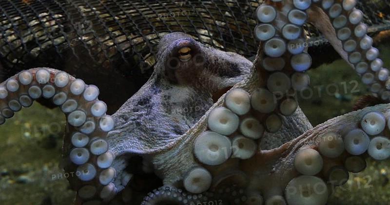 Common Octopus (octopus vulgaris), Adult showing Tentacles, Seawater Aquarium in France