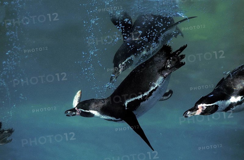 HUMBOLDT humboldt penguin (spheniscus humboldti), UNDERWATER GROUP IN SEARCH OF FISHES