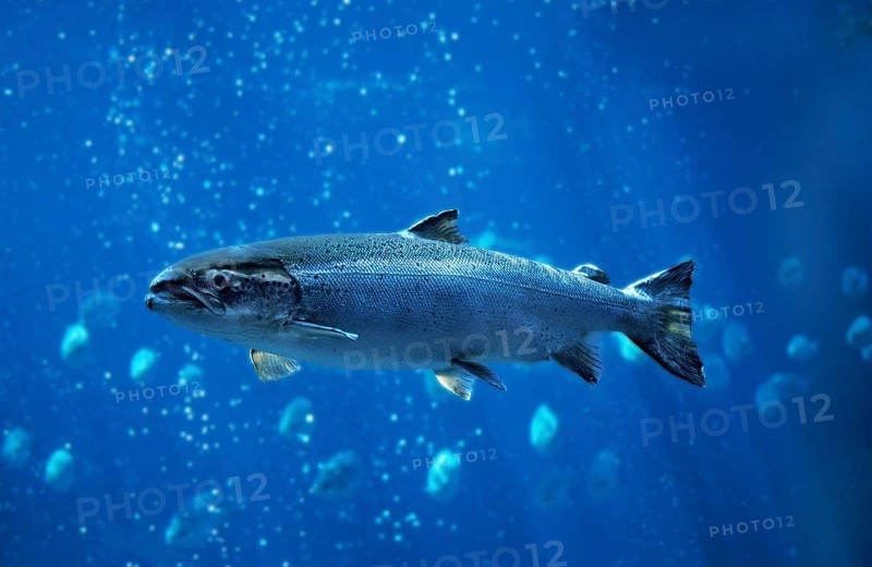 Atlantic (Salmonidae) salmon (salmo salar), Atlantic salmon, Other animals, Fish, Salmon, Animals, ATLANTIC SALMON, QUEBEC CANADA
