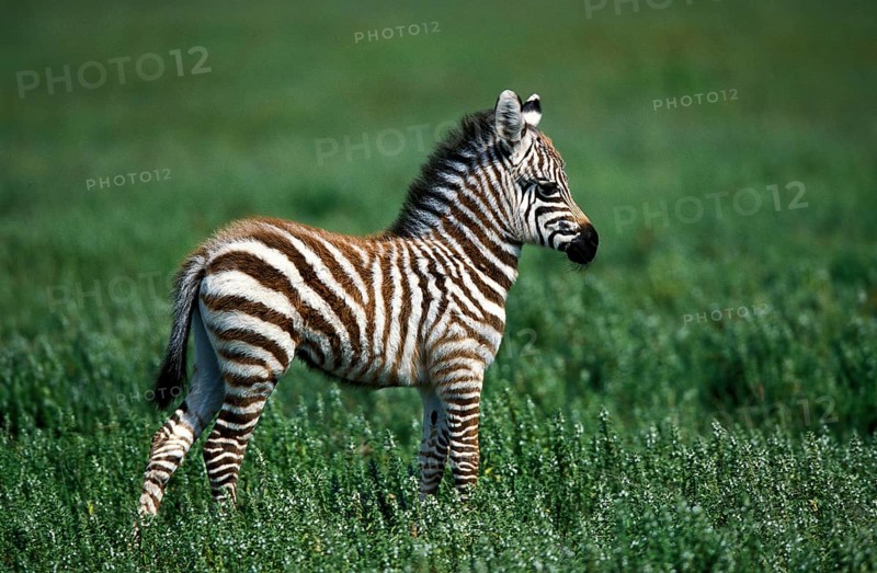 BURCHELL'S ZEBRA (equus burchelli), YOUNG FOAL ON GRASS, KENYA