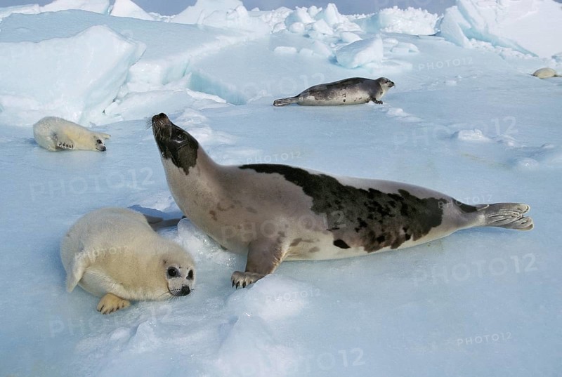 HARP SEAL (pagophilus groenlandicus), FEMALE WITH PUP ON ICE FIELD, MAGDALENA ISLAND IN CANADA