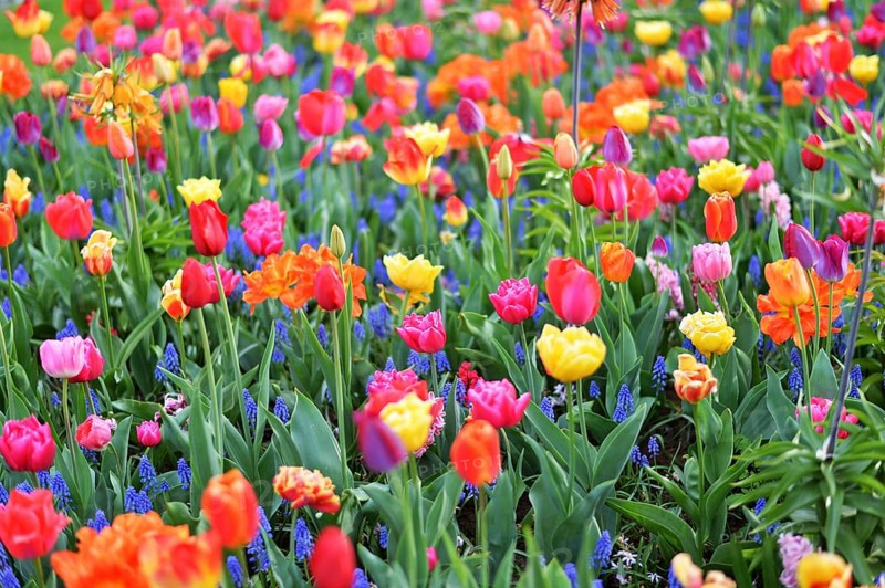 Keukenhof in the Netherlands has long been a magnet for international tourism, but it is particularly attractive during the tulip blossom season, as seen here on 28.4.2018 in Lisse, NDL, the Netherlands