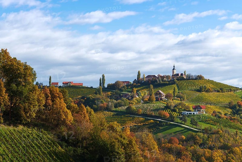 Vineyard in autumn, Kitzeck im Sausal, Styria, Austria, Europe
