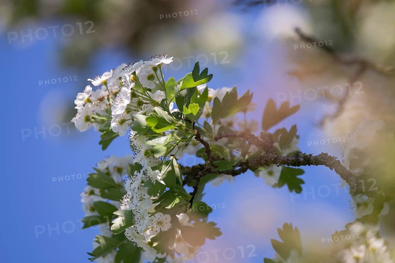 Single-stemmed common hawthorn (Crataegus monogyna), flowers against a blue sky, Dümmer See, Lower Saxony, Germany, Europe