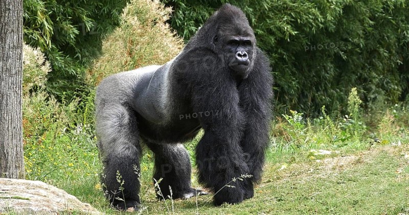 Eastern Lowland Gorilla (gorilla gorilla) graueri, Silverback Male