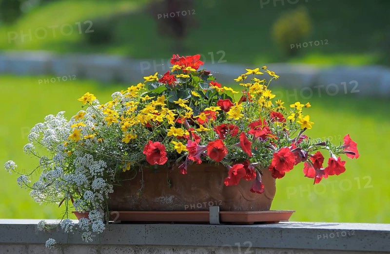 Various flowers blooming in the flower box, rose garden in Oberderdingen