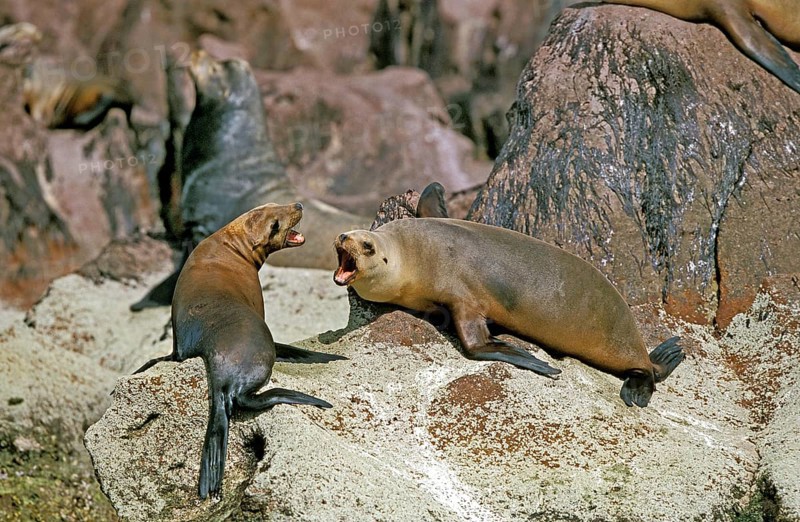 California Sea Lion (zalophus californianus), Adults standing on Rocks, California