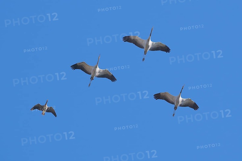 Cranes (Grus grus) flying in formation, typical V-formation, together with a greater white-fronted goose (Anser albifrons) flying in the formation, Bad Wendorf, Wismar, Mecklenburg-Western Pomerania, Germany, Europe