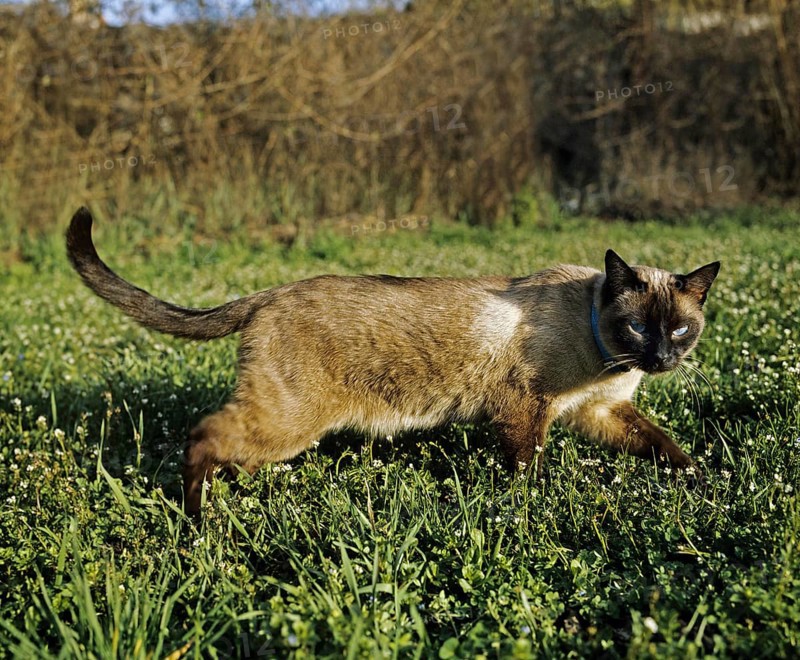 Seal Point Siamese Domestic Cat, Adult standing on Grass