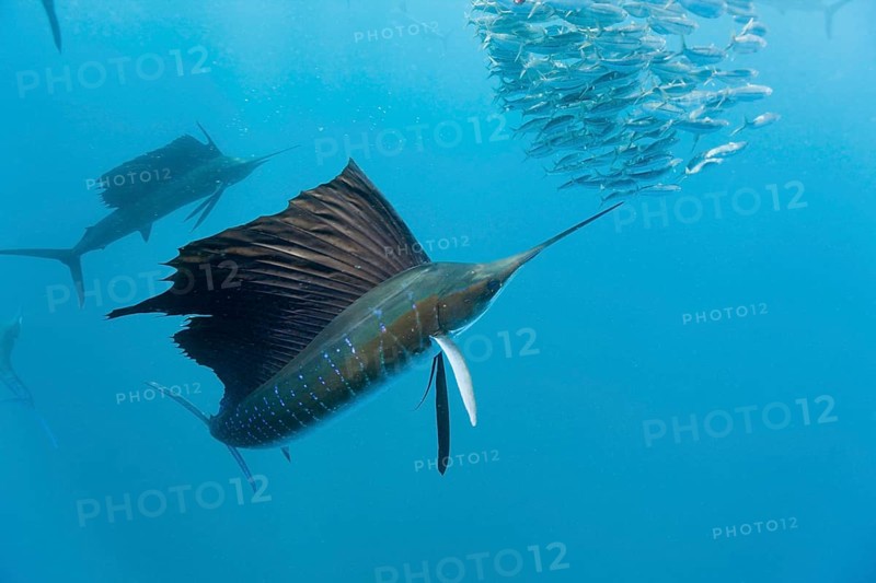 Atlantic Sailfish hunting Sardines, Isla Mujeres, Yucatan Peninsula, Mexico (Istiophorus albicans), Spearfish, Swordfish