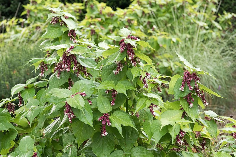 Variegated roofflower (Leycesteria formosa)