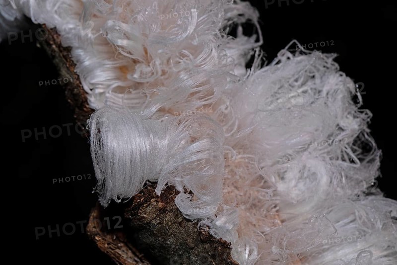 Hair ice fruiting bodies white wavy ice needles on tree trunk