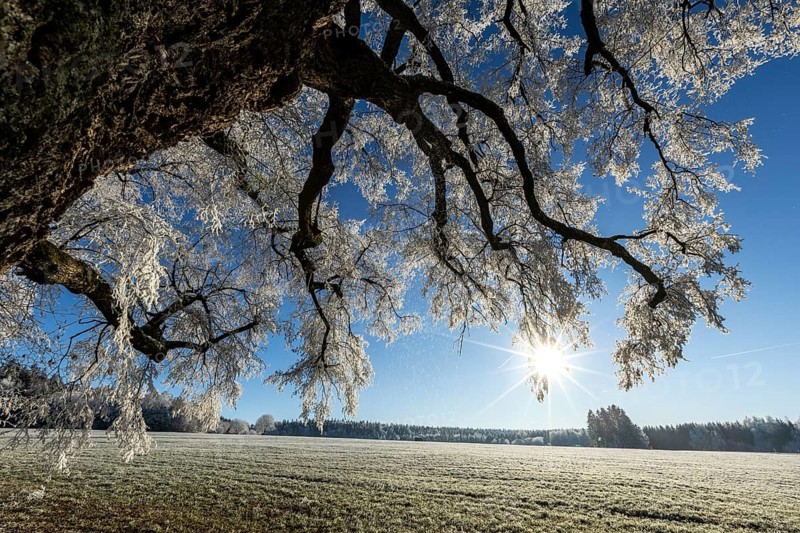 Snow-covered tree with the sun shining through in wintry nature, Maria Schnee, Nassenbeuren, Unterallgäu, Bavaria, Germany, Europe
