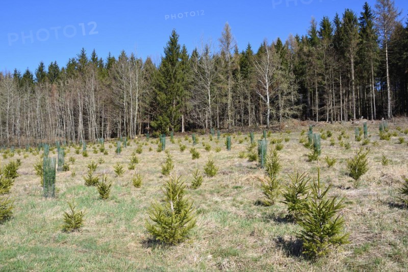 Reforestation in a forest in Saxony. Reforestation in Upper Lusatia