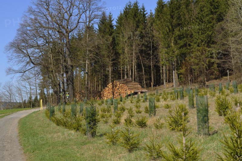Reforestation in a forest in Saxony. Reforestation in Upper Lusatia
