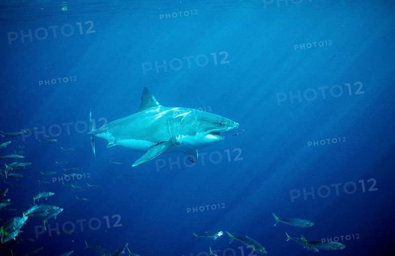 Great white shark, Carcharodon carcharias, USA, California, Pacific Ocean, Farallon Islands, San Francisco Bay, North America