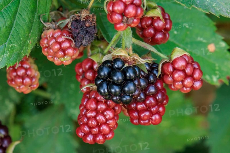 Colourful mix of ripe black and unripe red blackberries on a deciduous shrub, Borken, North Rhine-Westphalia, GERMANY