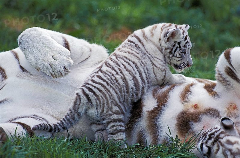 WHITE TIGER (panthera tigris), CUB PLAYING WITH MOTHER