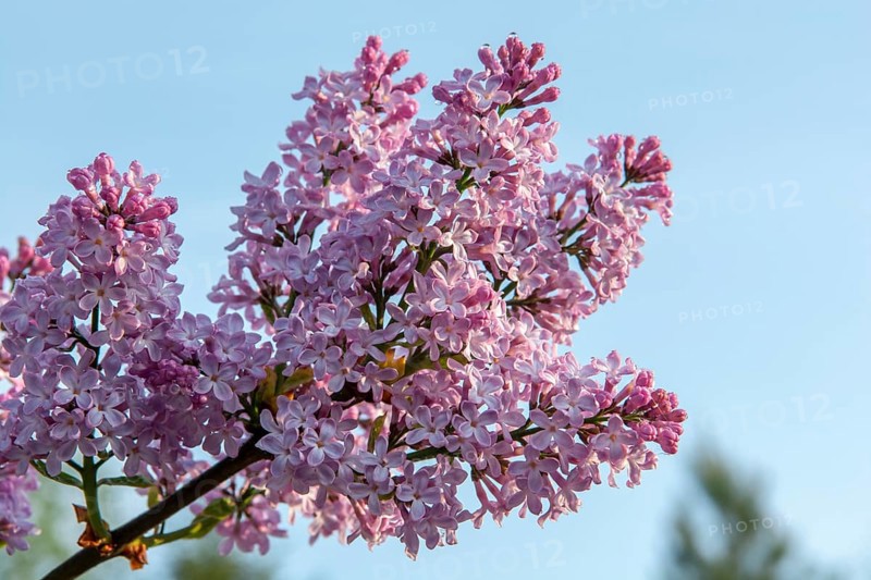 The common lilac (Syringa vulgaris), also known as the French lilac or simply the lilac blooming in the garden