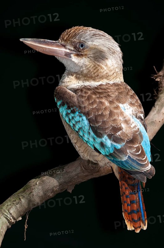 Blue-winged kookaburra (Dacelo leachii), Laughing Hans, Queensland, Australia, Oceania