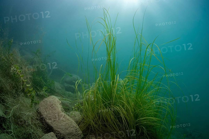 Underwater photography in Lake Attersee