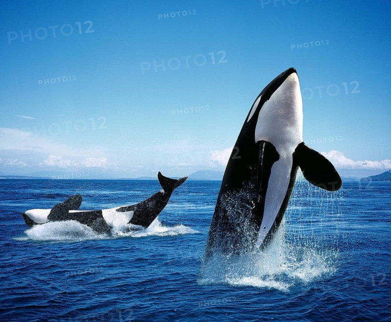 Killer Whale (orcinus orca), Adults Breatching