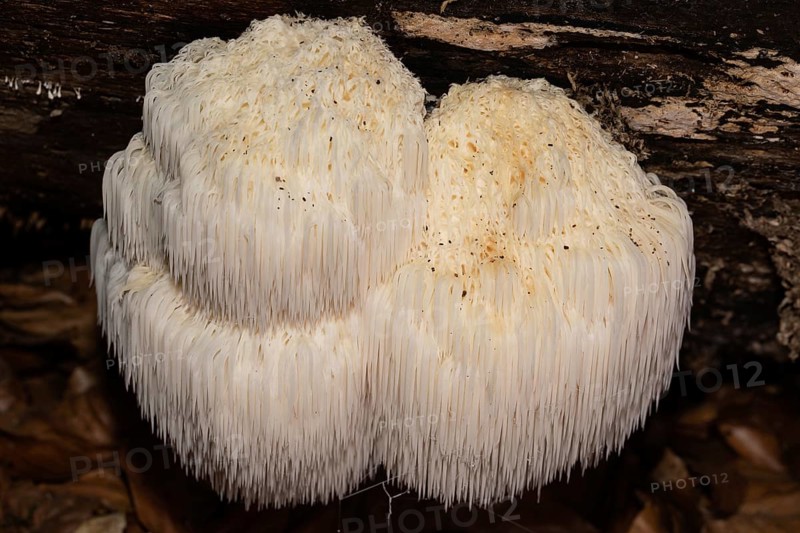 bearded tooth mushroom some fruiting bodies with cream-coloured drooping spines on tree trunk