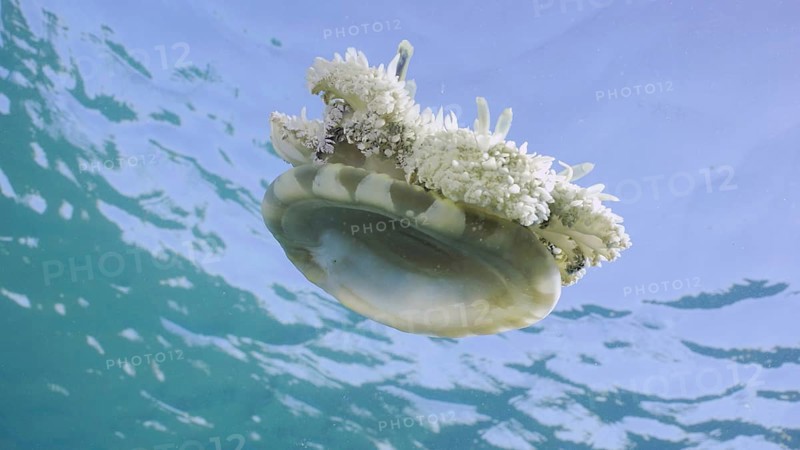Close-up of Upside Down Jellyfish (Cassiopea andromeda) swimming dowm under surface of water reflected in it on bright sunny day on blue sky background, bottom view, Red sea, Egypt, Africa