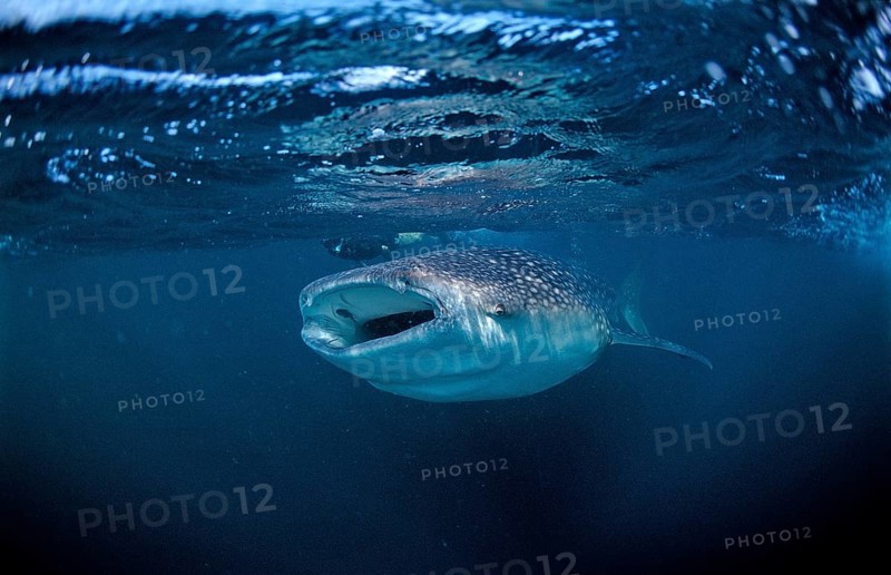 Feeding whale shark, Rhincodon thypus, Djibouti, Djibouti, Africa, Afar Triangle, Gulf of Aden, Gulf of Tadjourah, Africa