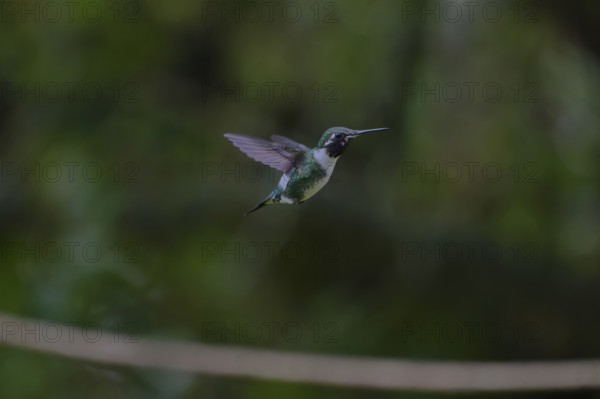 A hummingbird in flight against a blurred natural green background. White-bellied woodstar, (Chaetocercus mulsan), La Calera, Cundinamarca, Colombia, South America