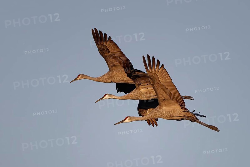 The Sandhill crane (Antigone canadensis) in flight