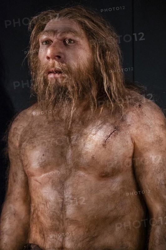 Homo neanderthalensis, Museo de la evolución humana, MEH, Burgos, Spain, Europe