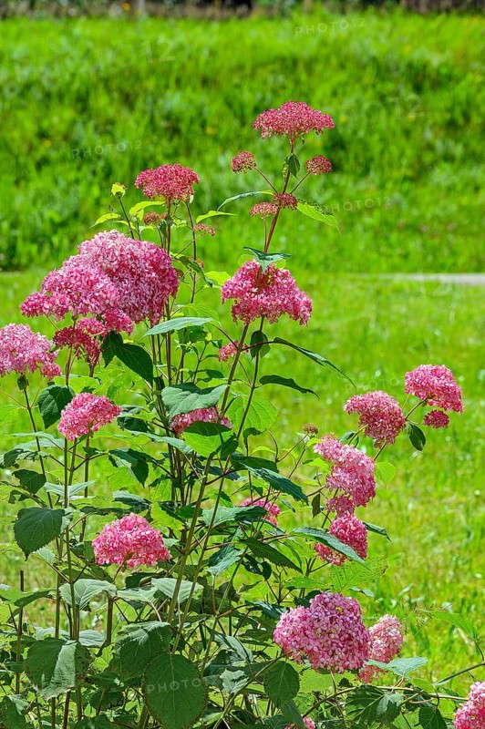 Red bigleaf hydrangea (Hydrangea macrophylla), Allgäu, Bavaria, Germany, KI generated, AI generated, Europe