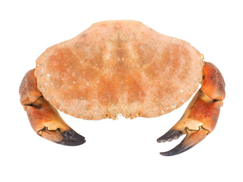 Boiled orange color crab with claws isolated on white background
