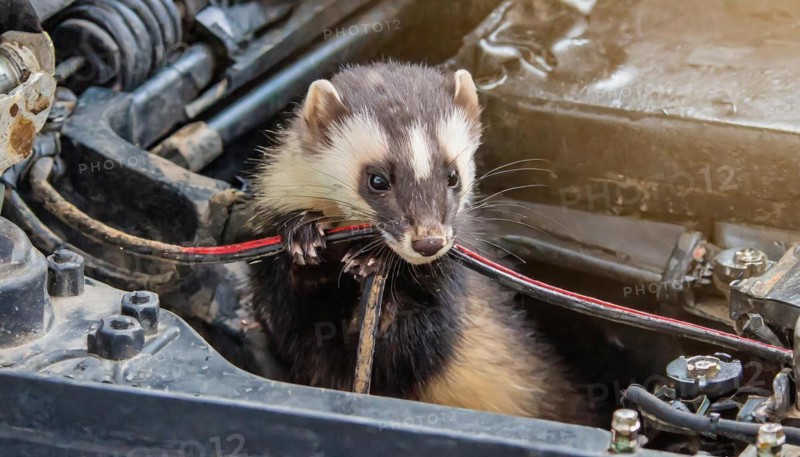 AI generated, animal, animals, mammal, mammals, biotope, habitat, a, individual animal, foraging, wildlife, young marten lies on the engine of a car, cable eater, loves car electrics, beech marten (Martes foina)