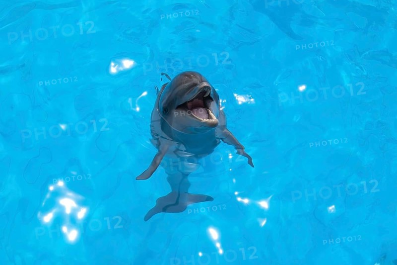 Smiling dolphin stuck his head out of the water