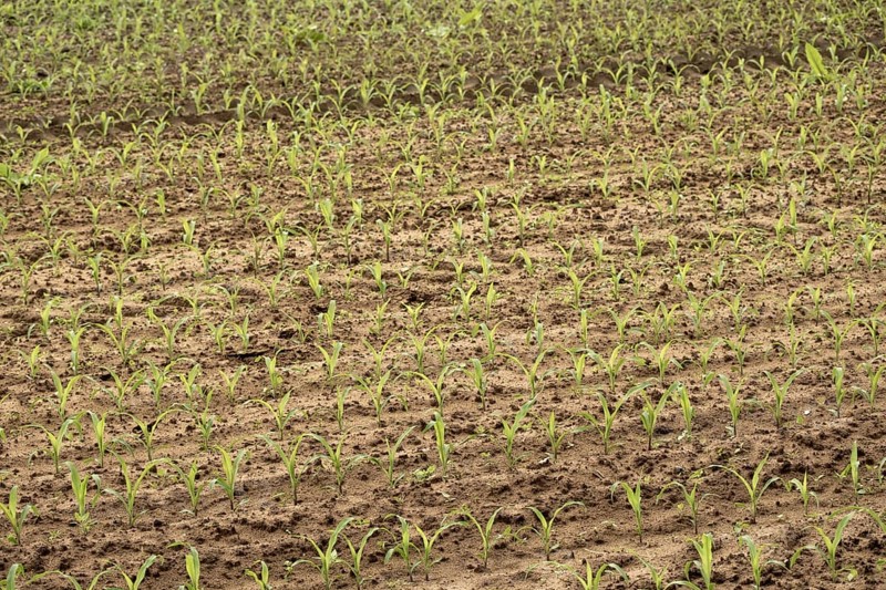 Maize monoculture, young plants in rows