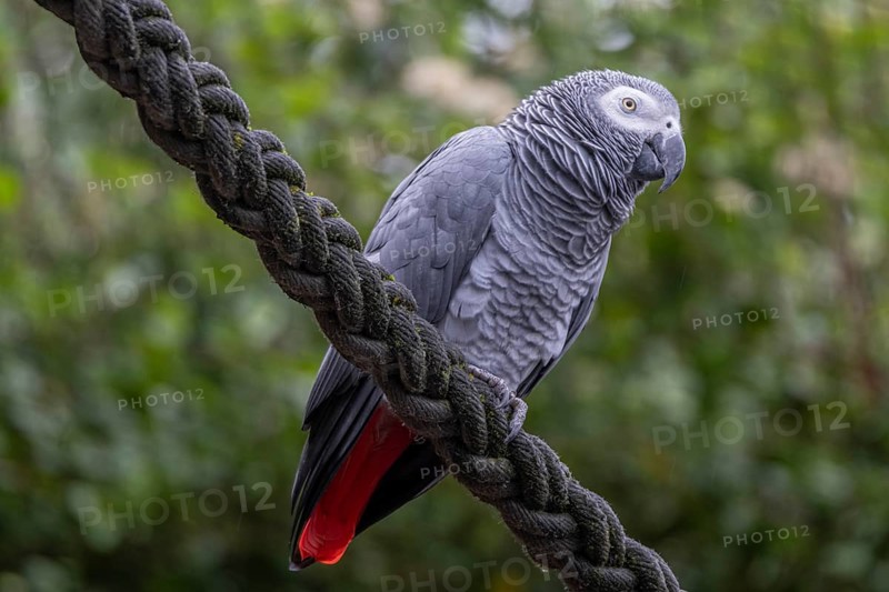 Grey parrot (Psittacus erithacus), Jako, at Zurich Zoo, Zurich, Germany, Europe