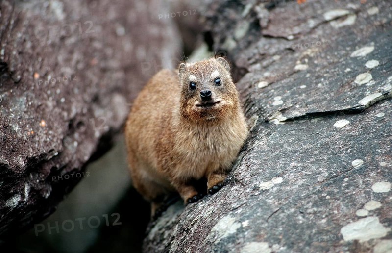 Cape rock hyrax, Procavia capensis, South Africa, Tsitsikamma National Park, Otter trail, Africa