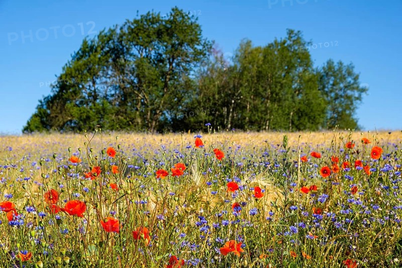 Flower strips in the cornfield
