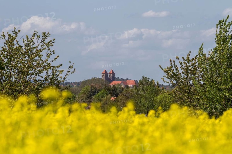 Country road and flowering rape field with lorry